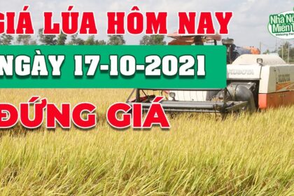 rice and paddy prices today