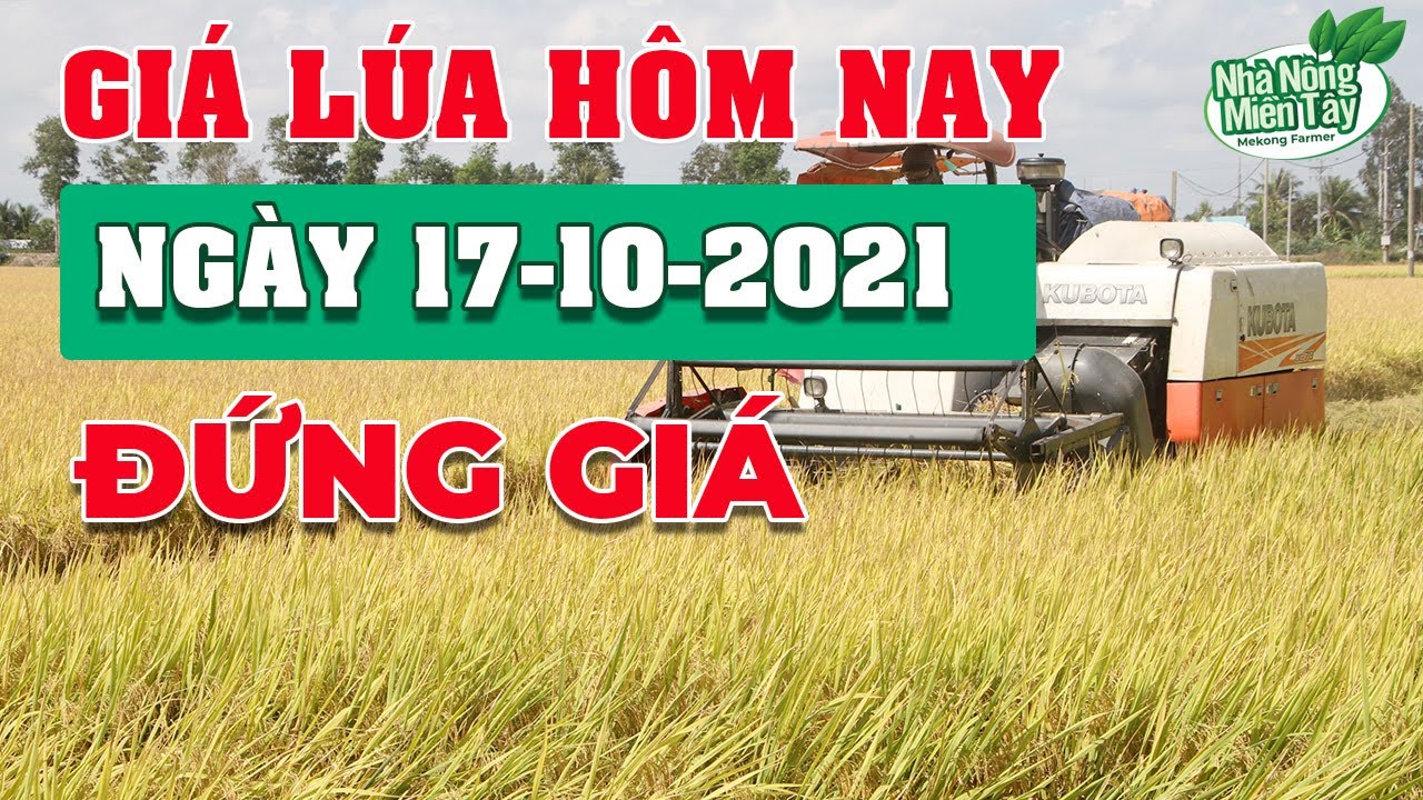 rice and paddy prices today