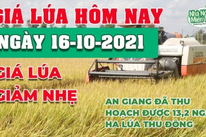 rice and paddy prices today