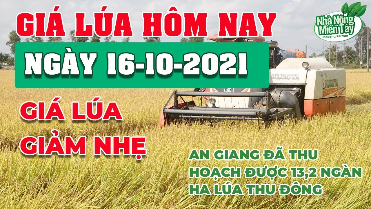 rice and paddy prices today