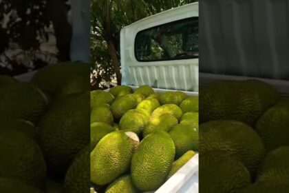 jackfruit farming
