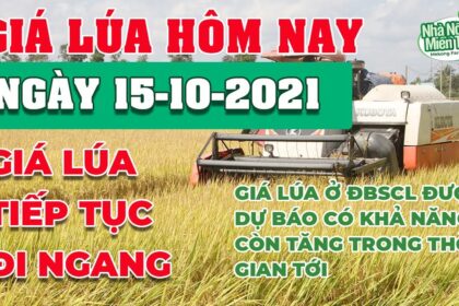 rice and paddy prices today