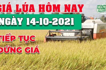 rice and paddy prices today
