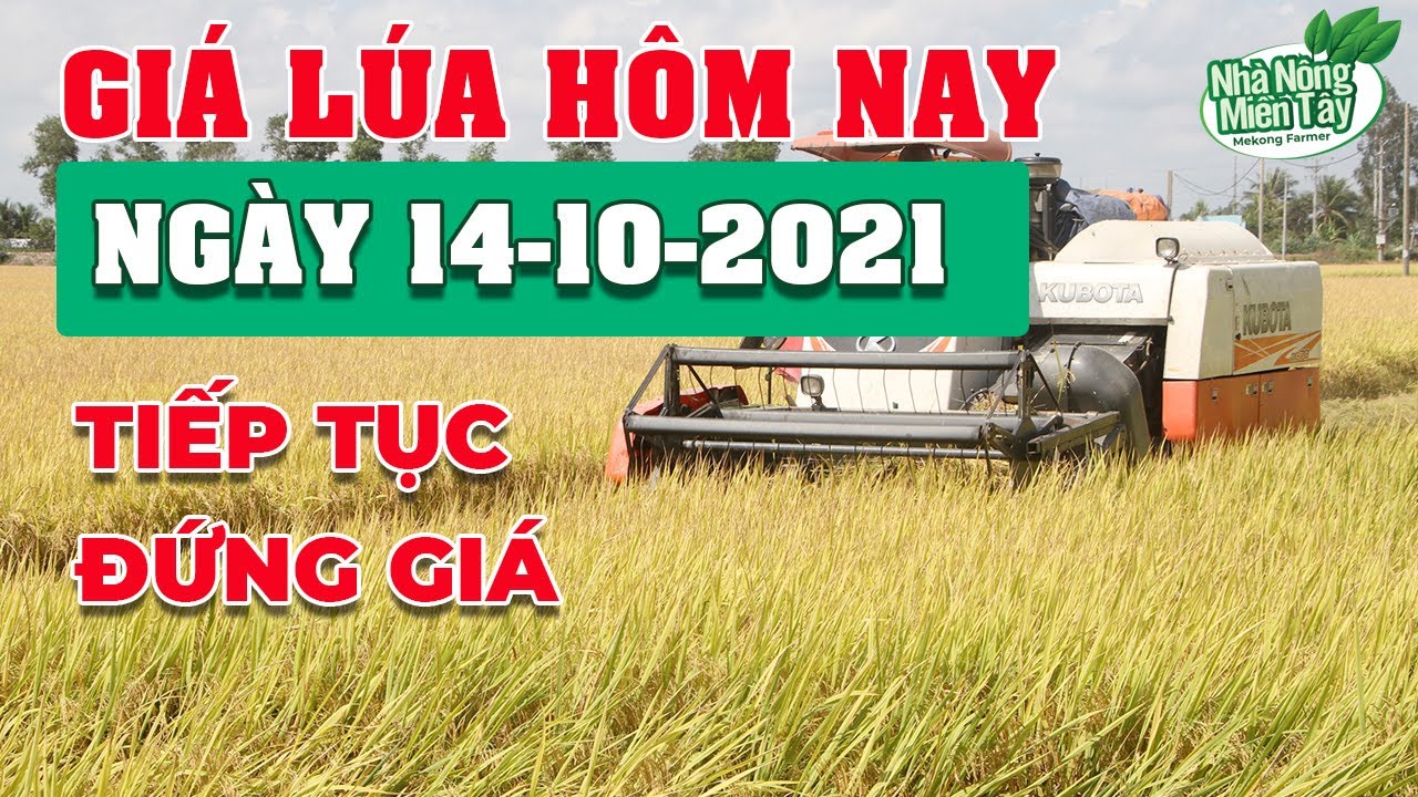rice and paddy prices today