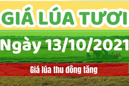 rice and paddy prices today