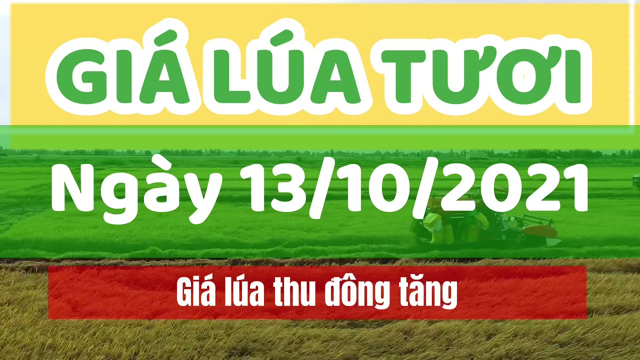 rice and paddy prices today