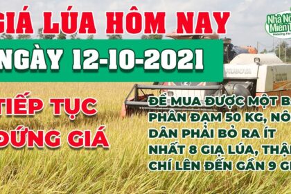 rice and paddy prices today