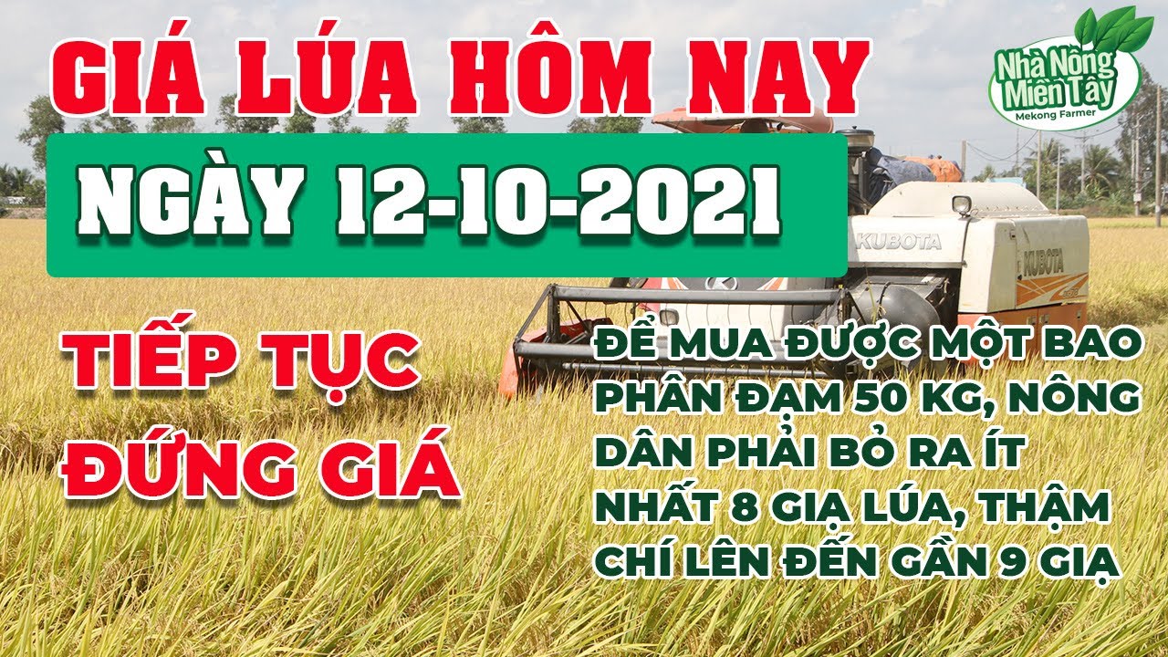 rice and paddy prices today