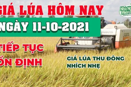 rice and paddy prices today