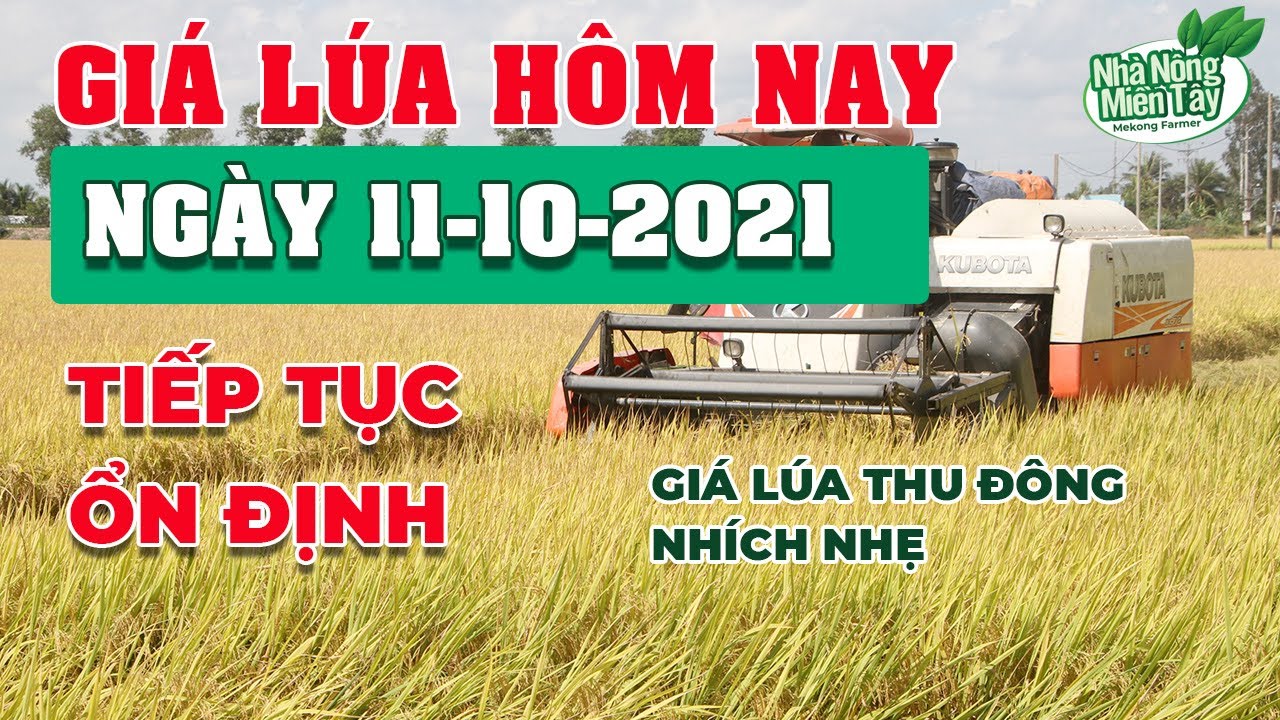 rice and paddy prices today