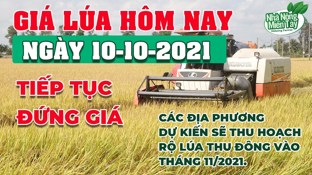 rice and paddy prices today