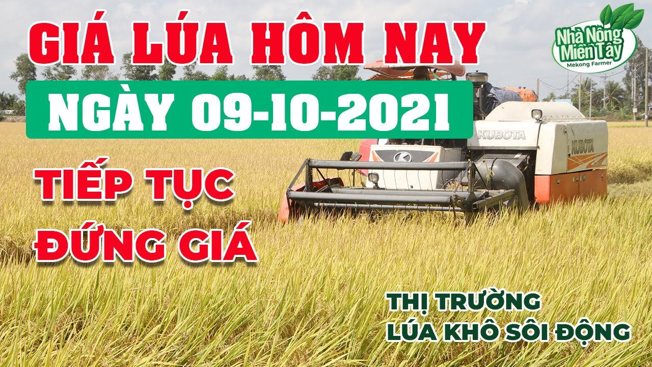 rice and paddy prices today