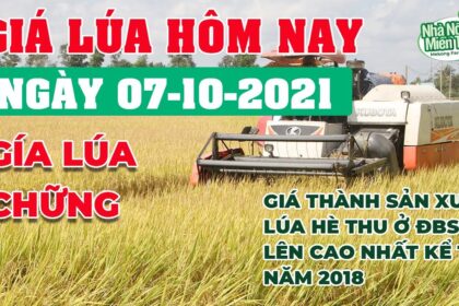 rice and paddy prices today