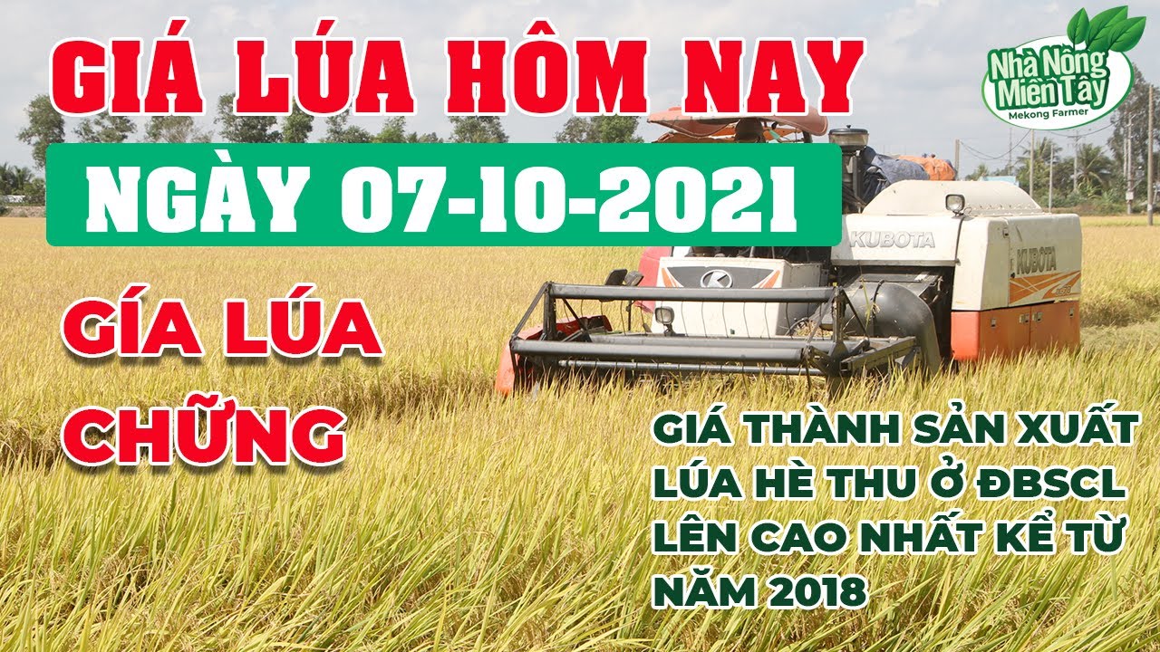 rice and paddy prices today