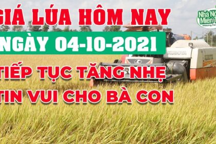 rice and paddy prices today