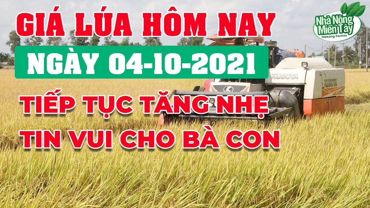 rice and paddy prices today