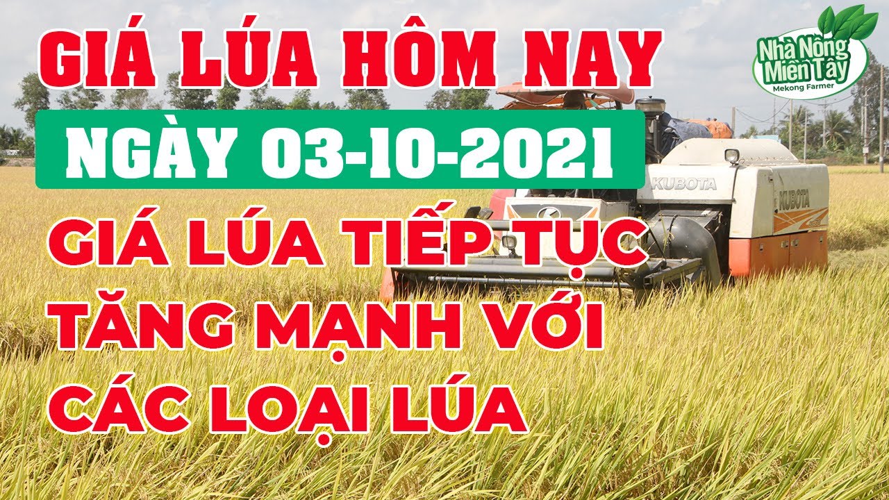 rice and paddy prices today