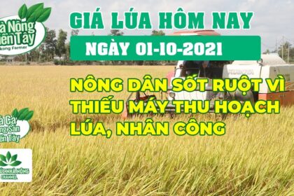 rice and paddy prices today