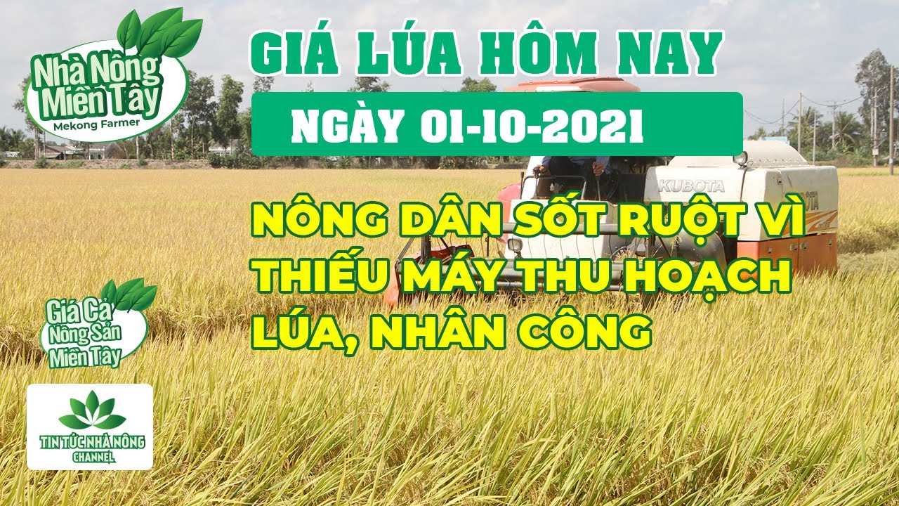 rice and paddy prices today