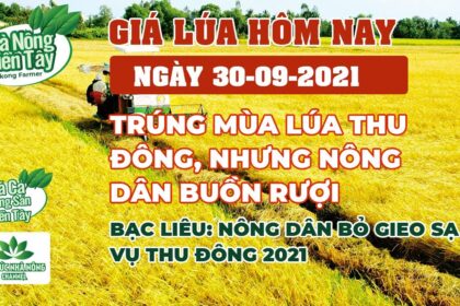 rice and paddy prices today