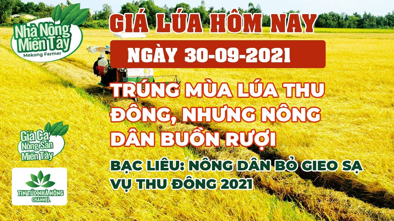 rice and paddy prices today