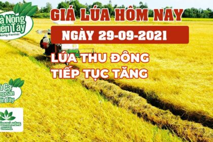 rice and paddy prices today