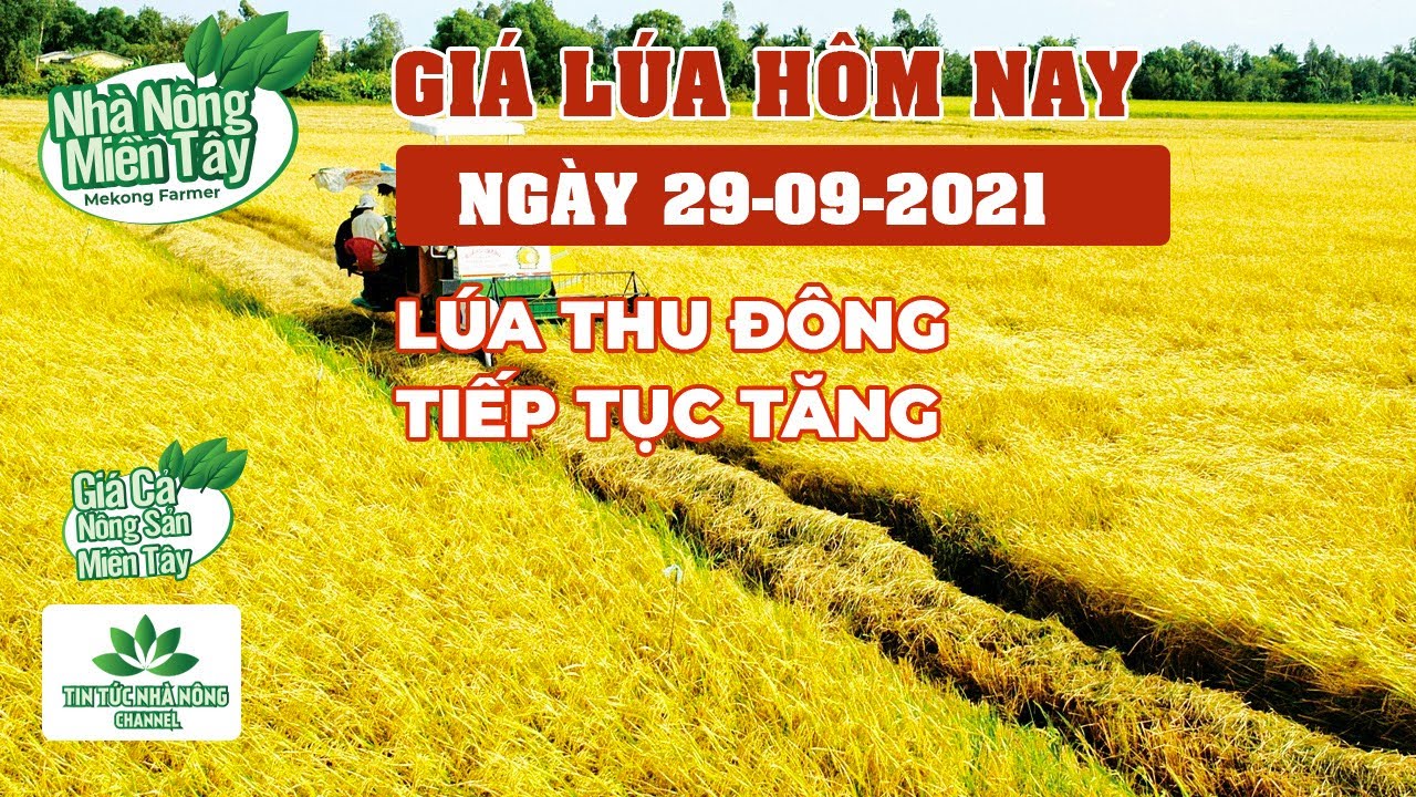 rice and paddy prices today