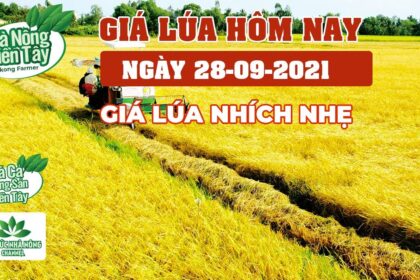 rice and paddy prices today
