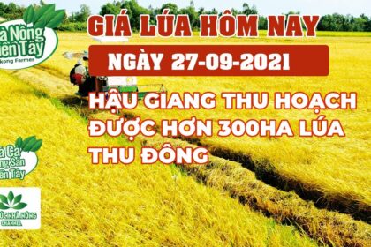 rice and paddy prices today