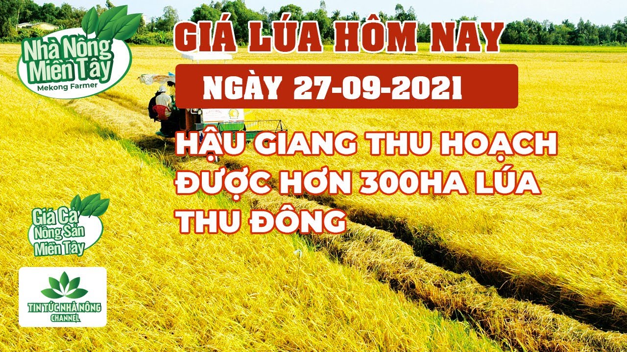 rice and paddy prices today