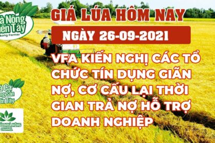 rice and paddy prices today