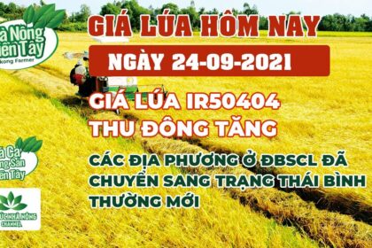 rice and paddy prices today