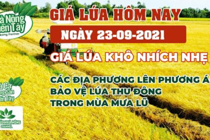 rice and paddy prices today