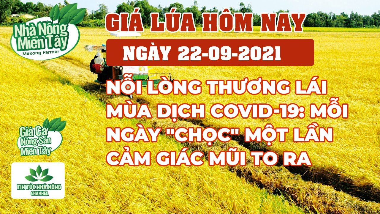 rice and paddy prices today