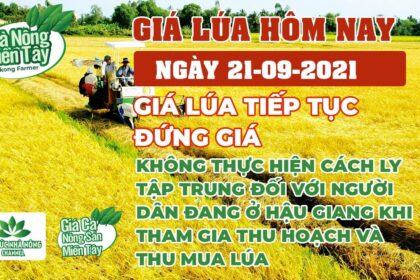 rice and paddy prices today