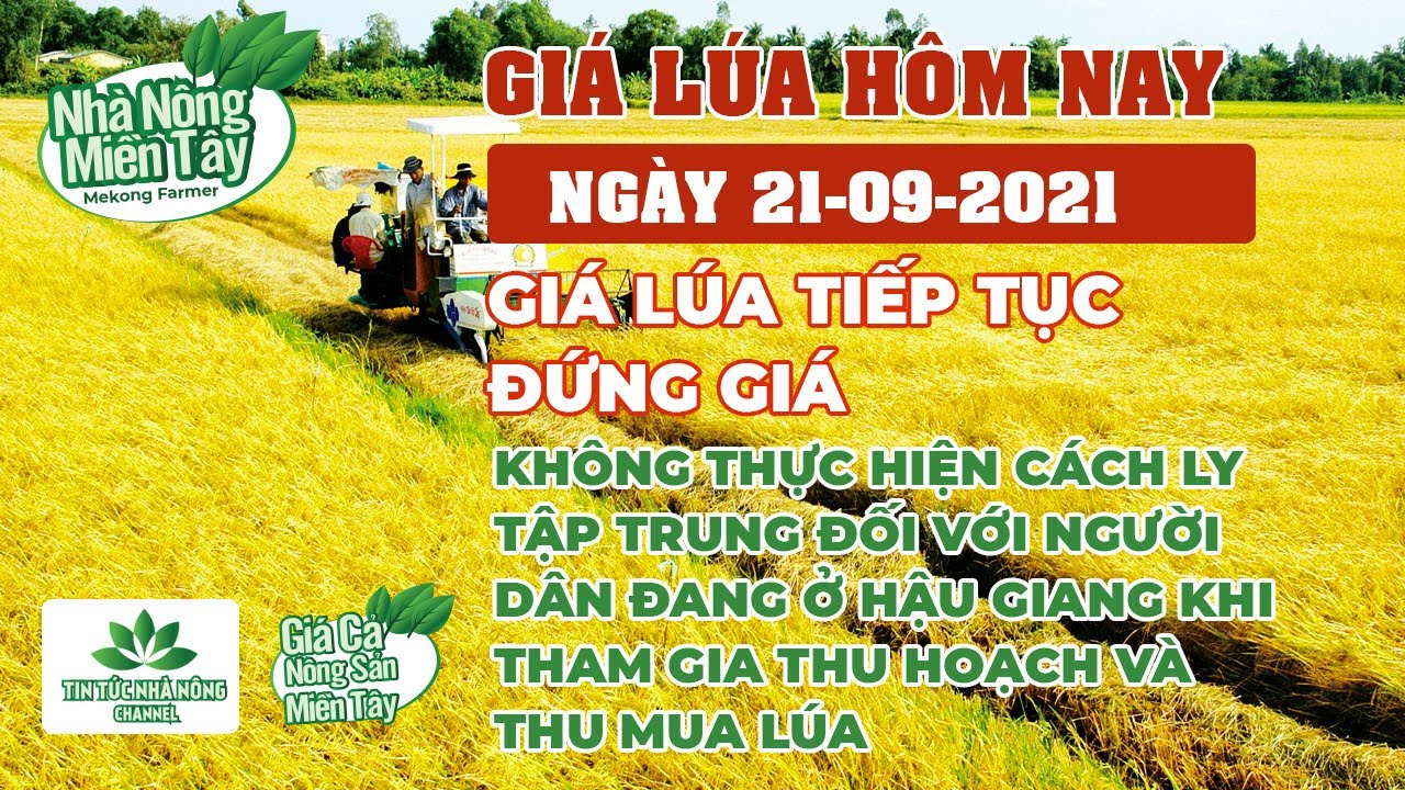rice and paddy prices today