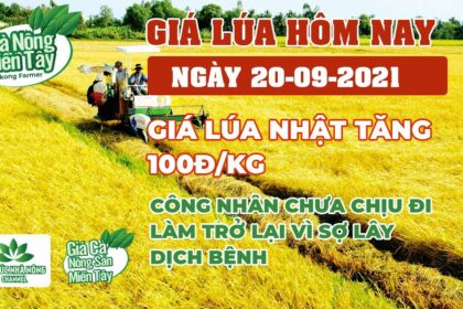 rice and paddy prices today