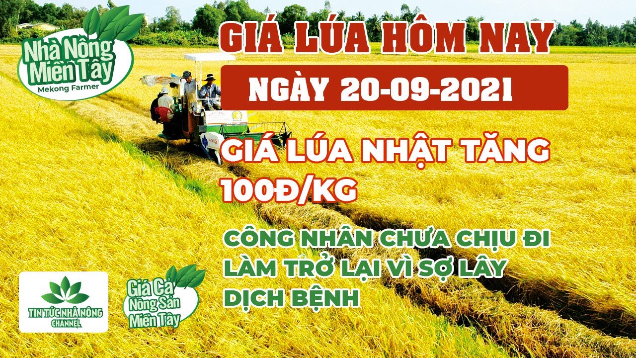 rice and paddy prices today