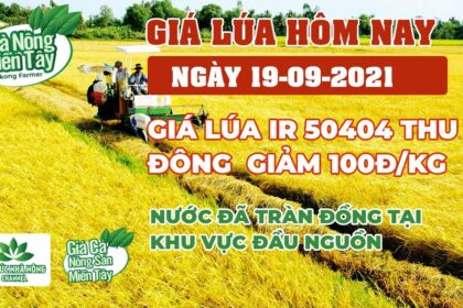 rice and paddy prices today