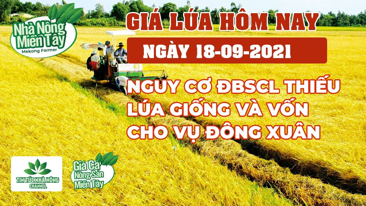 rice and paddy prices today