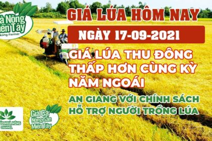 rice and paddy prices today