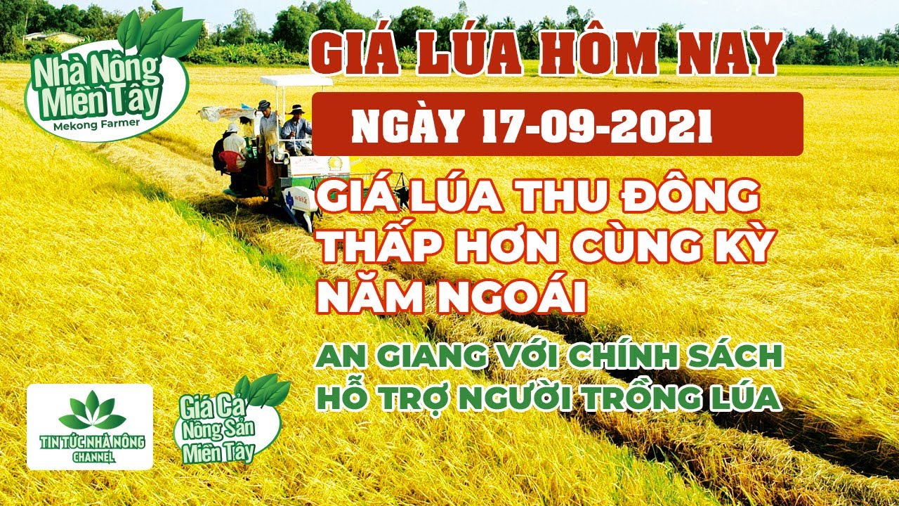 rice and paddy prices today
