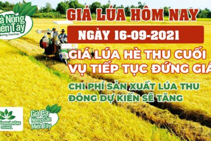 rice and paddy prices today
