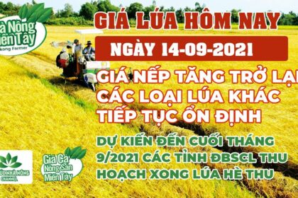 rice and paddy prices today