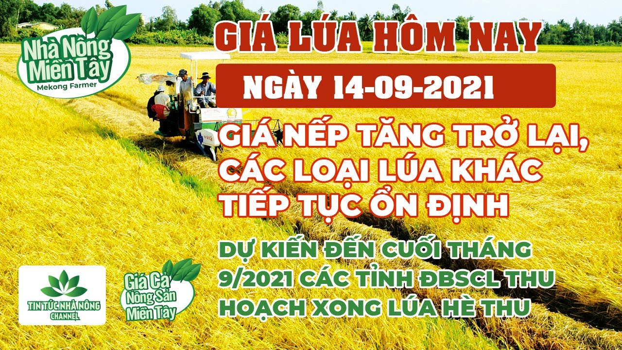 rice and paddy prices today