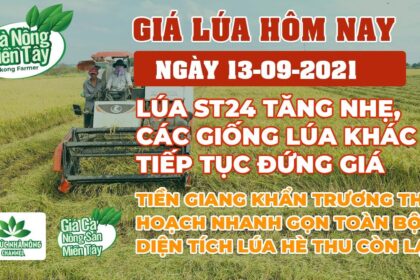rice and paddy prices today