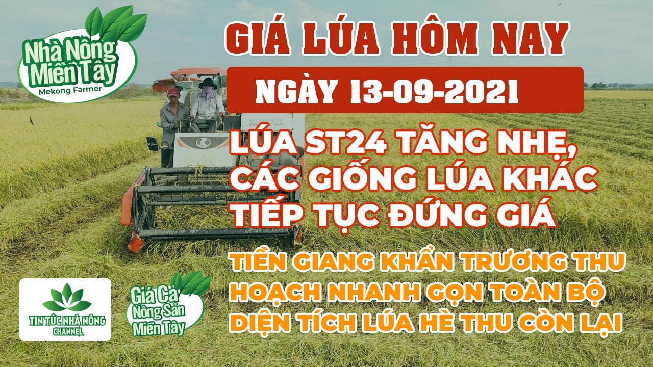 rice and paddy prices today