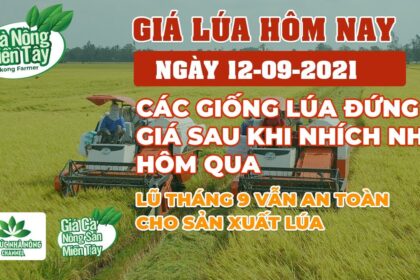 rice and paddy prices today
