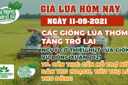 rice and paddy prices today