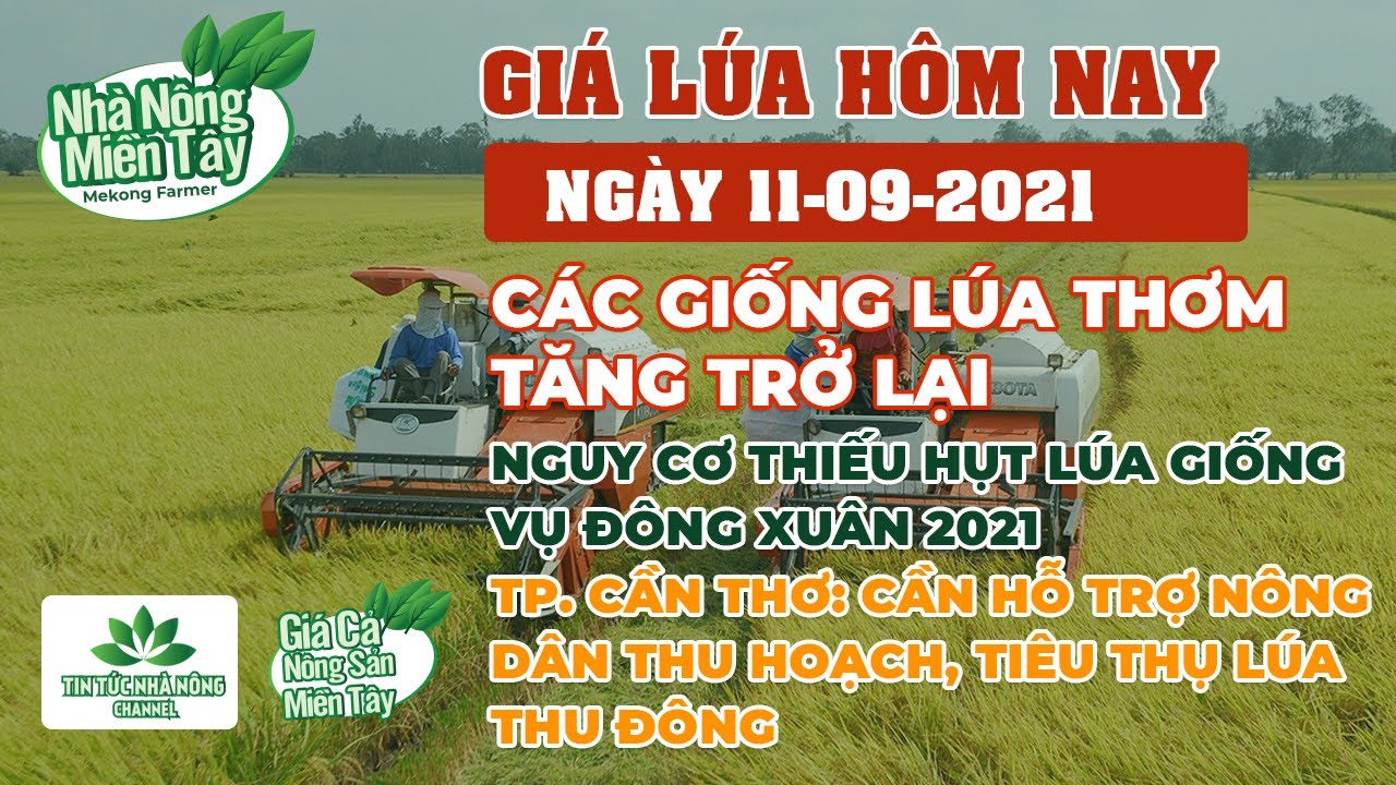 rice and paddy prices today